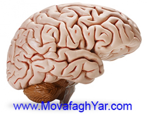 شگفتیهای مغز انسان